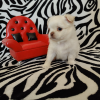 Chihuahua Maschio Pelo Lungo bianco occhi blu 60gg