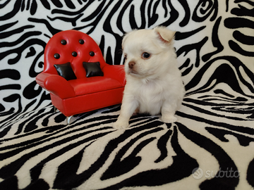 Chihuahua Maschio Pelo Lungo bianco occhi blu 60gg