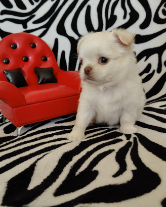 Chihuahua Maschio Pelo Lungo bianco occhi blu 60gg