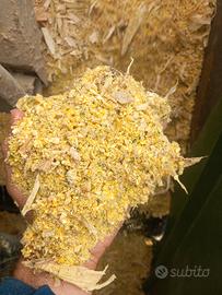 Balloni di trinciato e pastone di mais 