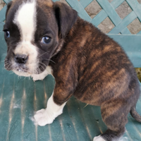 Boxer tigrato