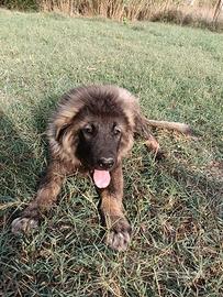 Cucciolo Caucaso