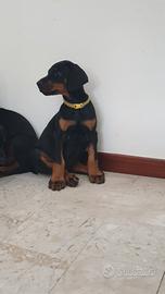 Cucciolo dobermann