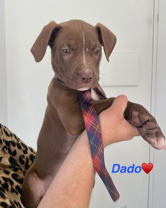 Cane cucciolo dolce taglia media adotta