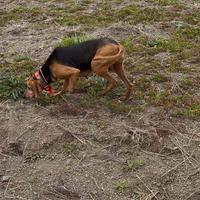 Segugio italiano da lepre