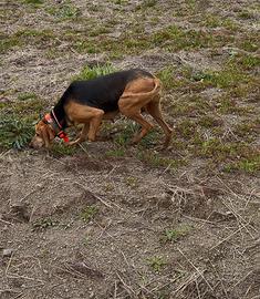 Segugio italiano da lepre