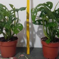 2 Piante in vaso di Monstera Adansonii