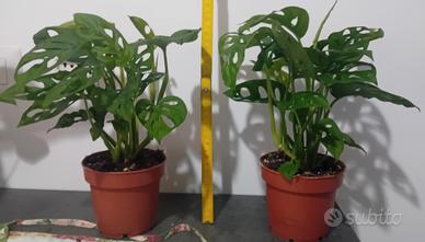 2 Piante in vaso di Monstera Adansonii
