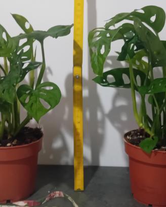 2 Piante in vaso di Monstera Adansonii