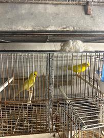 Coppia canarini gialli novelli