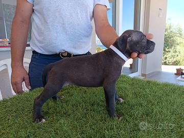 American Pit Bull Terrier - Maschi e Femmine Dispo
