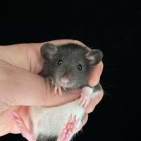 Rattini da compagnia, docili, sani, con pedigree