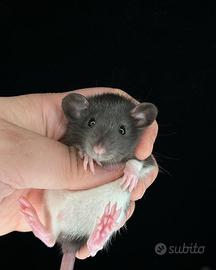 Rattini da compagnia, docili, sani, con pedigree