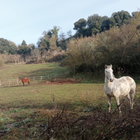 Cavallo appalossa castrone