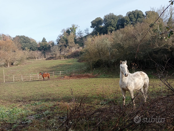 Cavallo appalossa castrone
