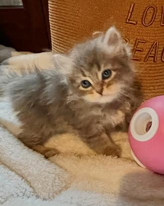 Gattino Siberiano Ipoallergenico Oddi