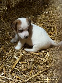Jack russell