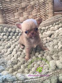 Chihuahua maschietto