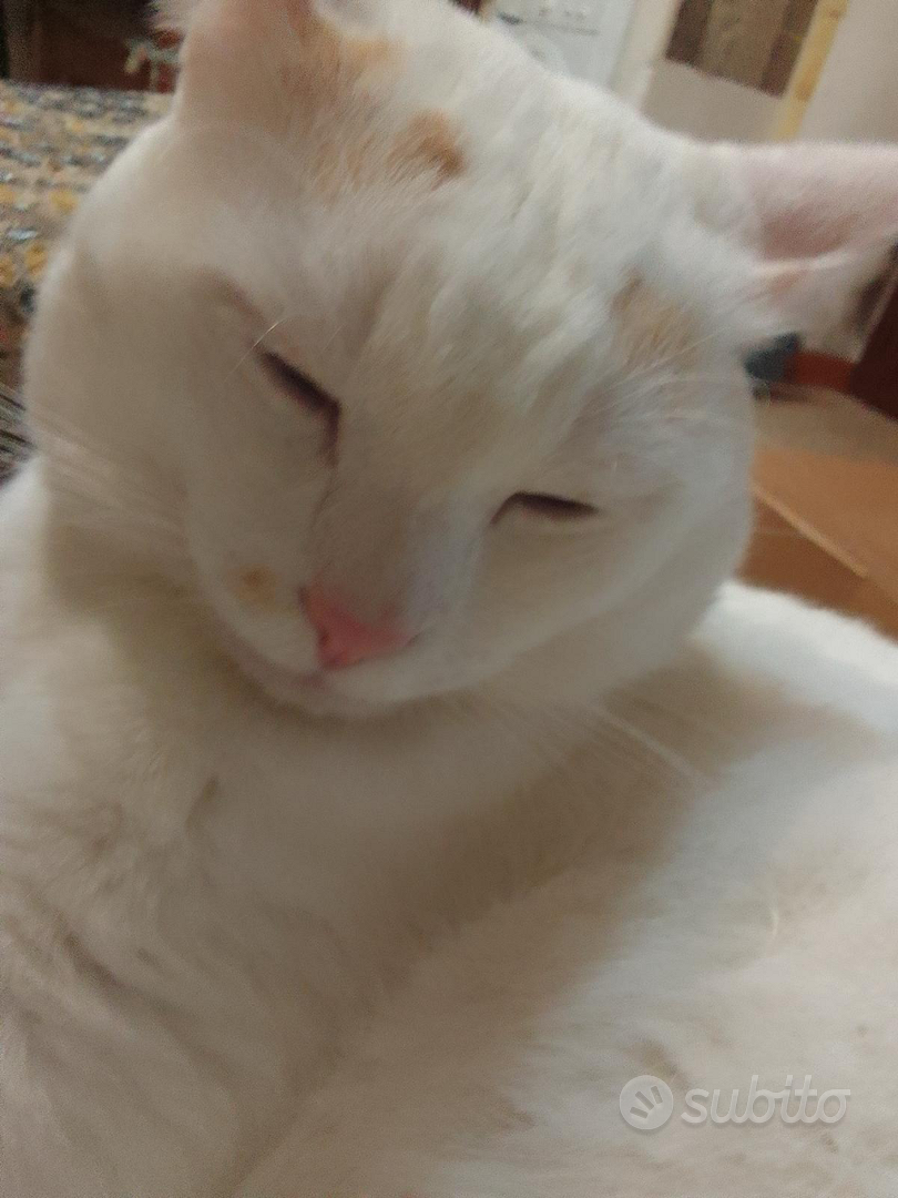 Toppa Ricamata Ferro O Cucitura: Bulldog Americano - Applicazione - Foto 2