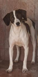 incrocio jack russell 
