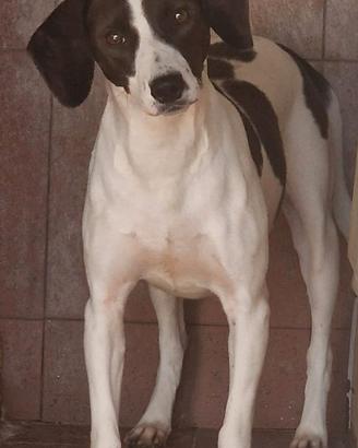 incrocio jack russell 