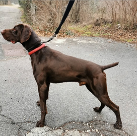 Kurzhaar disponibile per monta