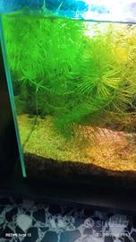ceratophjllum pianta acquario 