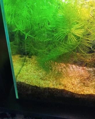 ceratophjllum pianta acquario 