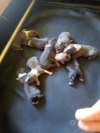 cuccioli di american Staffordhire terrier 