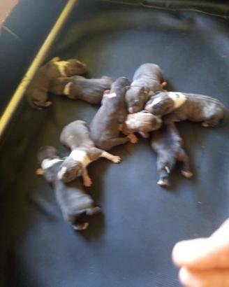 cuccioli di american Staffordhire terrier 
