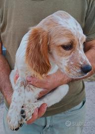 Cuccioli di setter inglese