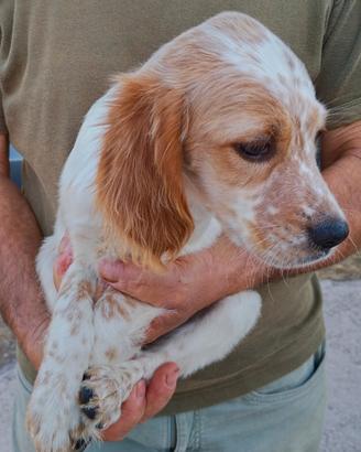 Cuccioli di setter inglese