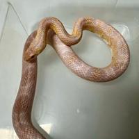 Phanterophis guttatus / Serpente del grano
