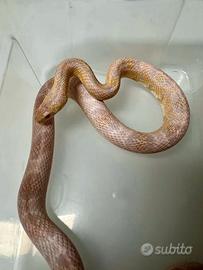 Phanterophis guttatus / Serpente del grano