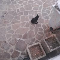 Gattini
