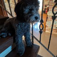 Cucciola di barboncino nano