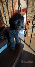 Cucciola di barboncino nano