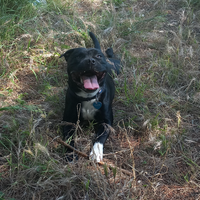 Staffordshire bull terrier x monta