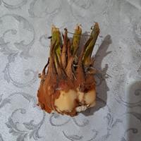 cycas 