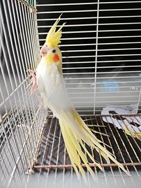 Calopsiti