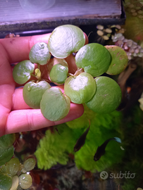 Limnobium laevigatum pianta acquario galleggiante