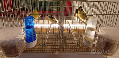 Canarini arricciati padovani