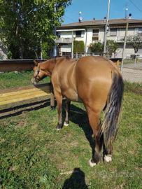 Puledro