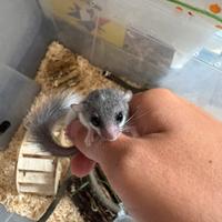 Minighiri super prezzi