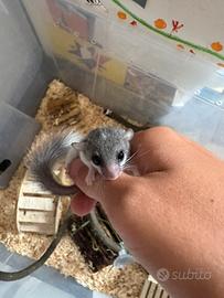 Minighiri super prezzi