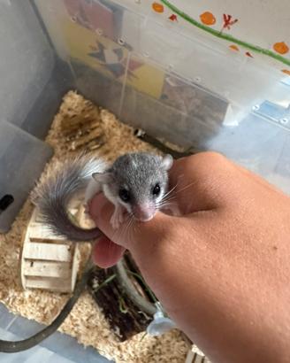 Minighiri super prezzi