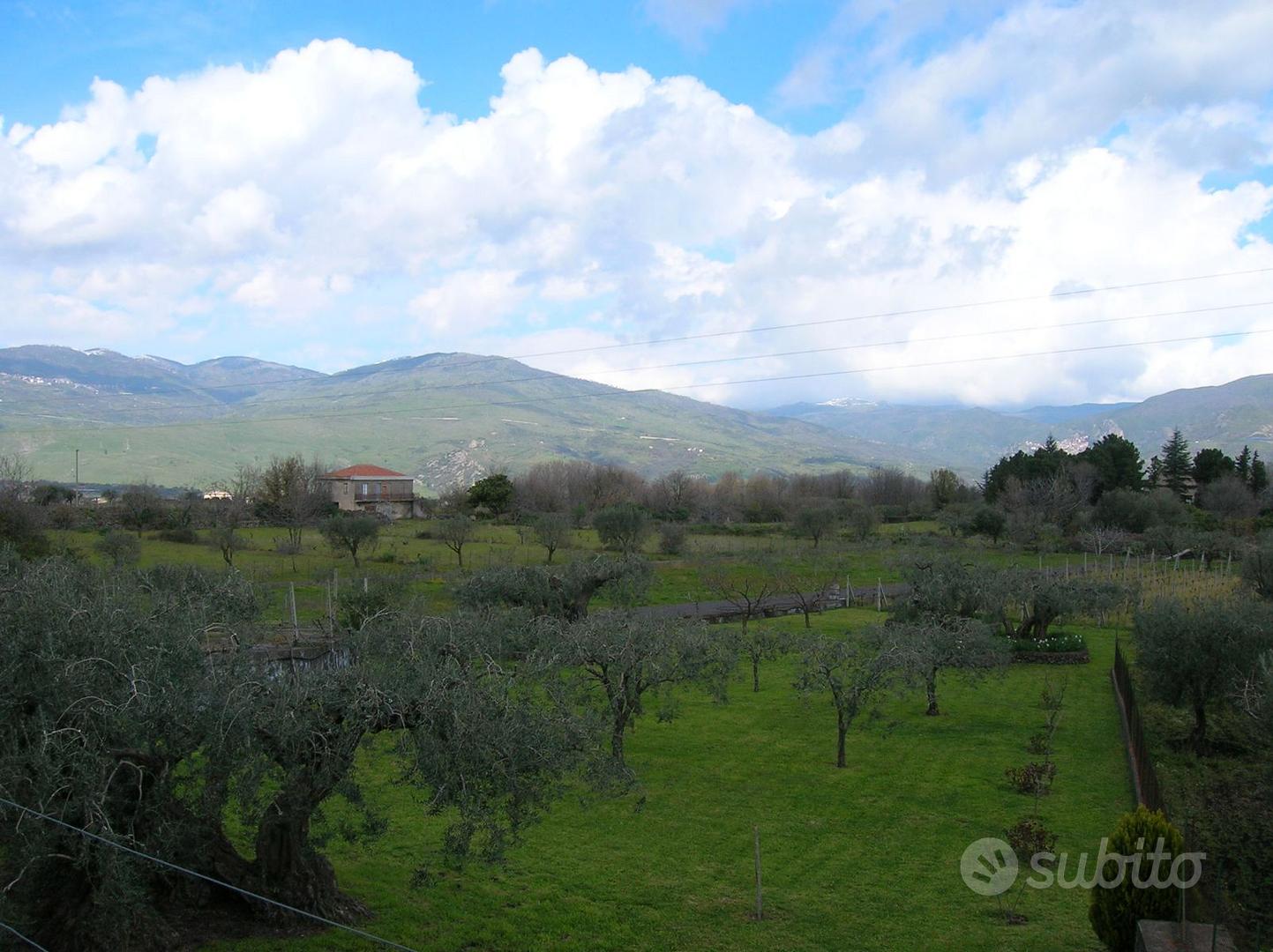 Terreno agricolo con villa, uliveto e vigneto - Vista 4