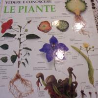 Vedere  conoscere Le Piante, struttura  fisiologia