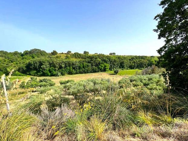 TERRENO AGRICOLO in ZONA ALTIDONA