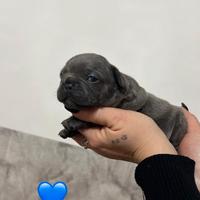 Bulldog francese